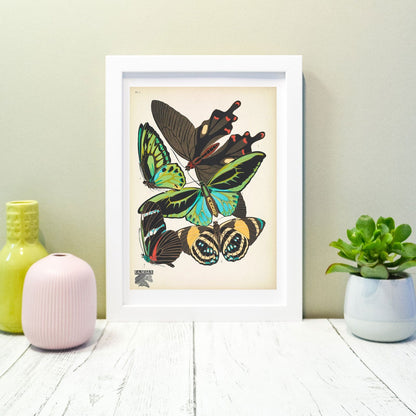 Natural history butterflies print 4 of 16 Vintage Animal Prints