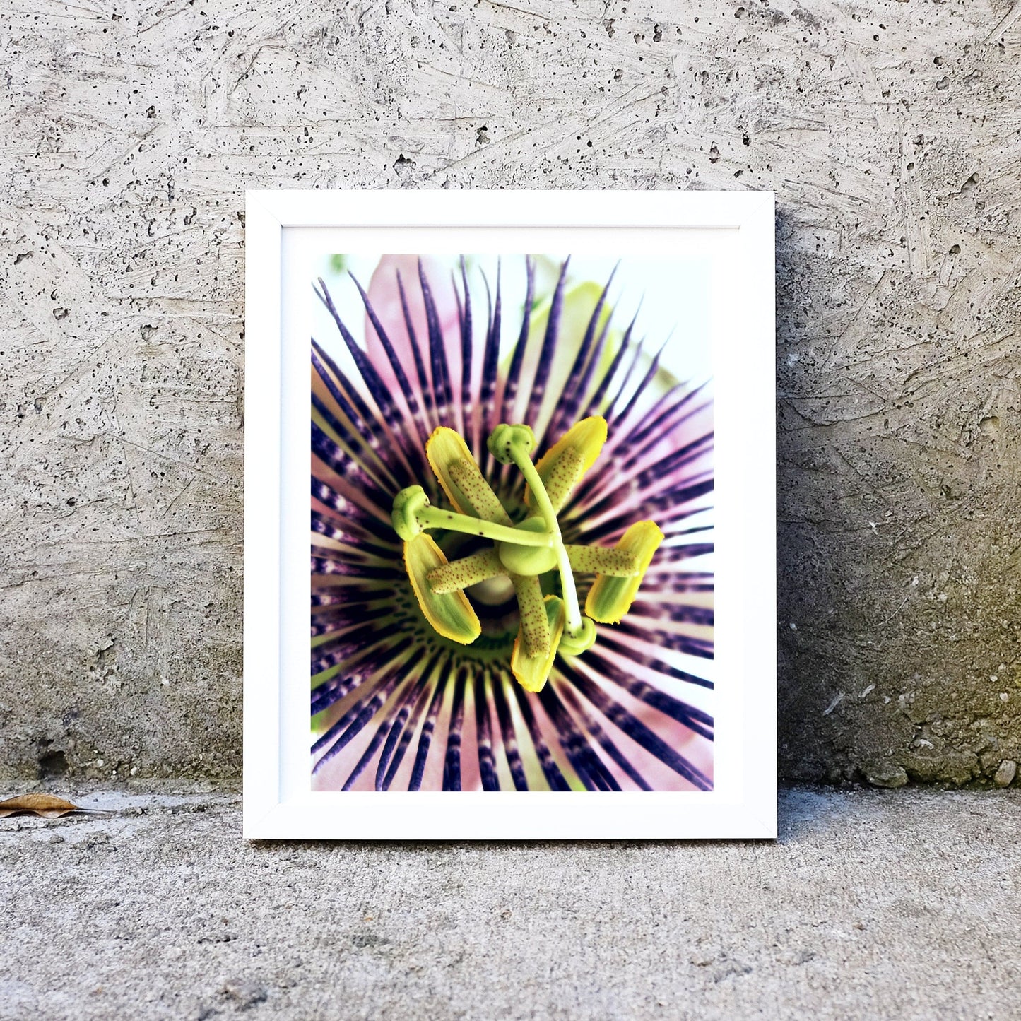Passionflower minimalist photography print Photography Prints