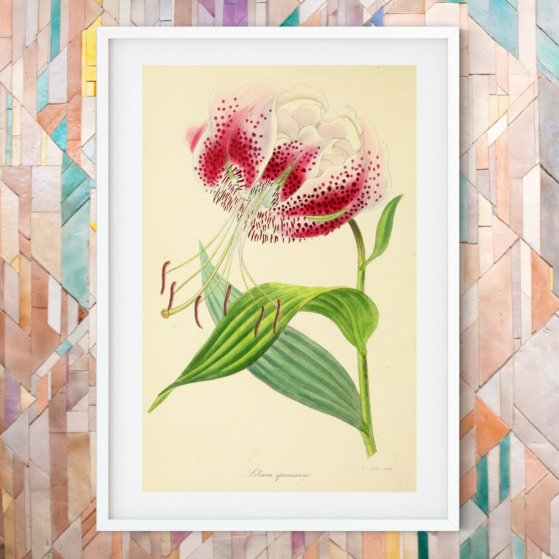 Lily Pink Flower Art, Framed antique Botanical Prints botanical print