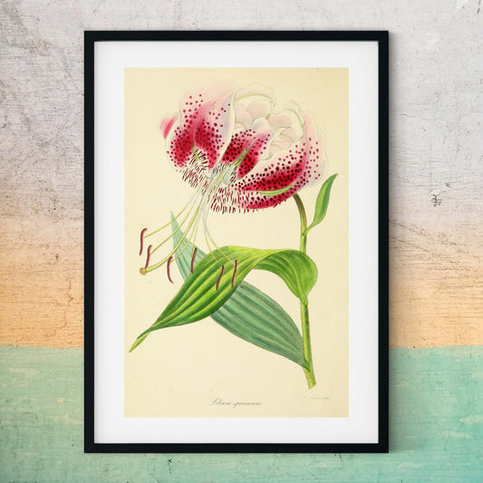 Lily Pink Flower Art, Framed antique Botanical Prints botanical print
