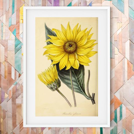 Sunflower print, Yellow Flower Art Vintage Botanical Print botanical print