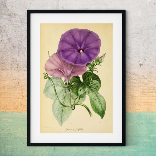 Morning glory flower art, September birth flower art Botanical Print botanical print