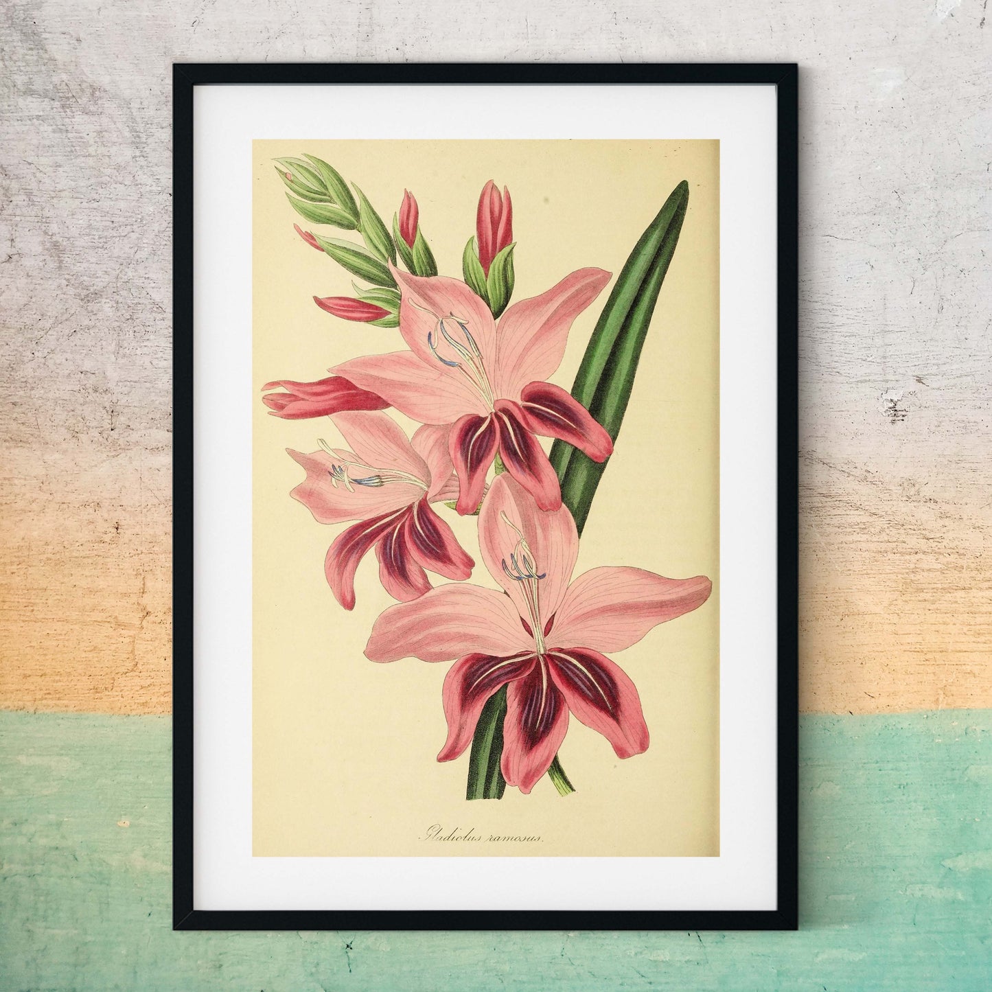 Pink flower print, August birth flower art framed Botanical Print botanical print