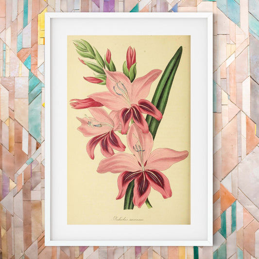 Pink flower print, August birth flower art framed Botanical Print botanical print