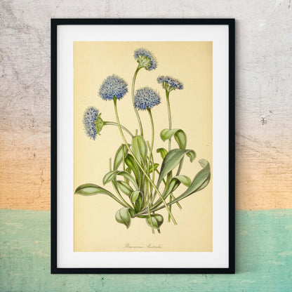 Purple flower print, cornflower vintage flower art framed Botanical Print botanical print