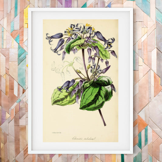 Purple flower poster, Clematis flower art vintage Botanical Print botanical print