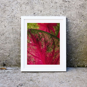 Pink tropical leaves minimalist photography print Photography Prints