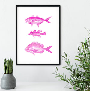Recoloured Pink vintage fish scientific print