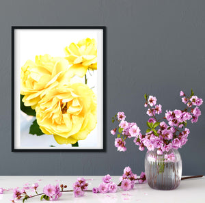 Yellow Rose Print minimalist botanical photograph Photography Prints