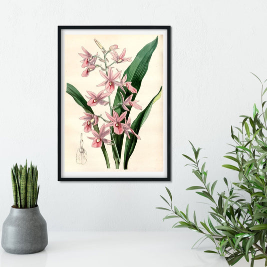Antique Pink Orchid Flower art - Vintage Botanical Prints botanical print