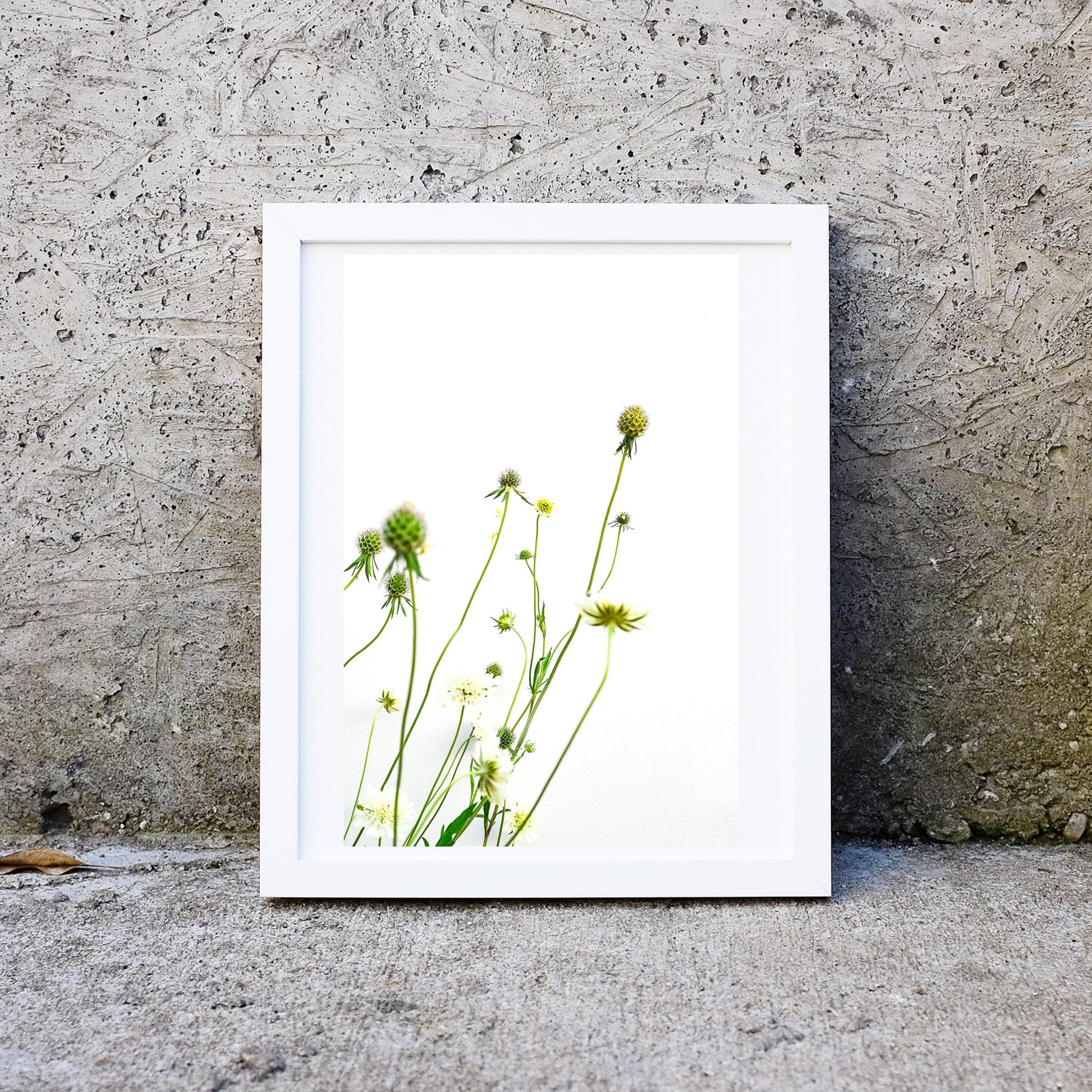 Yellow Scabiosa minimalist flower Macro photography Photography Prints