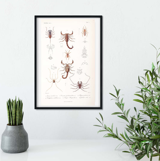 Scorpion natural history scientific print Vintage Animal Prints