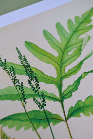 Vintage botanical fern print set of 3 Vintage Animal Prints