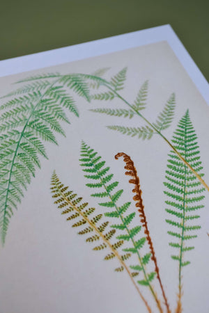 Set of 3 vintage botanical fern prints