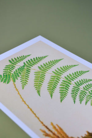 Vintage botanical fern print set of 3 Vintage Animal Prints