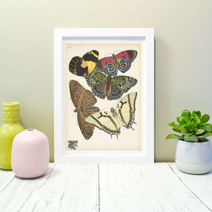 Sef of 6 vintage butterflies natural history prints Vintage Animal Prints