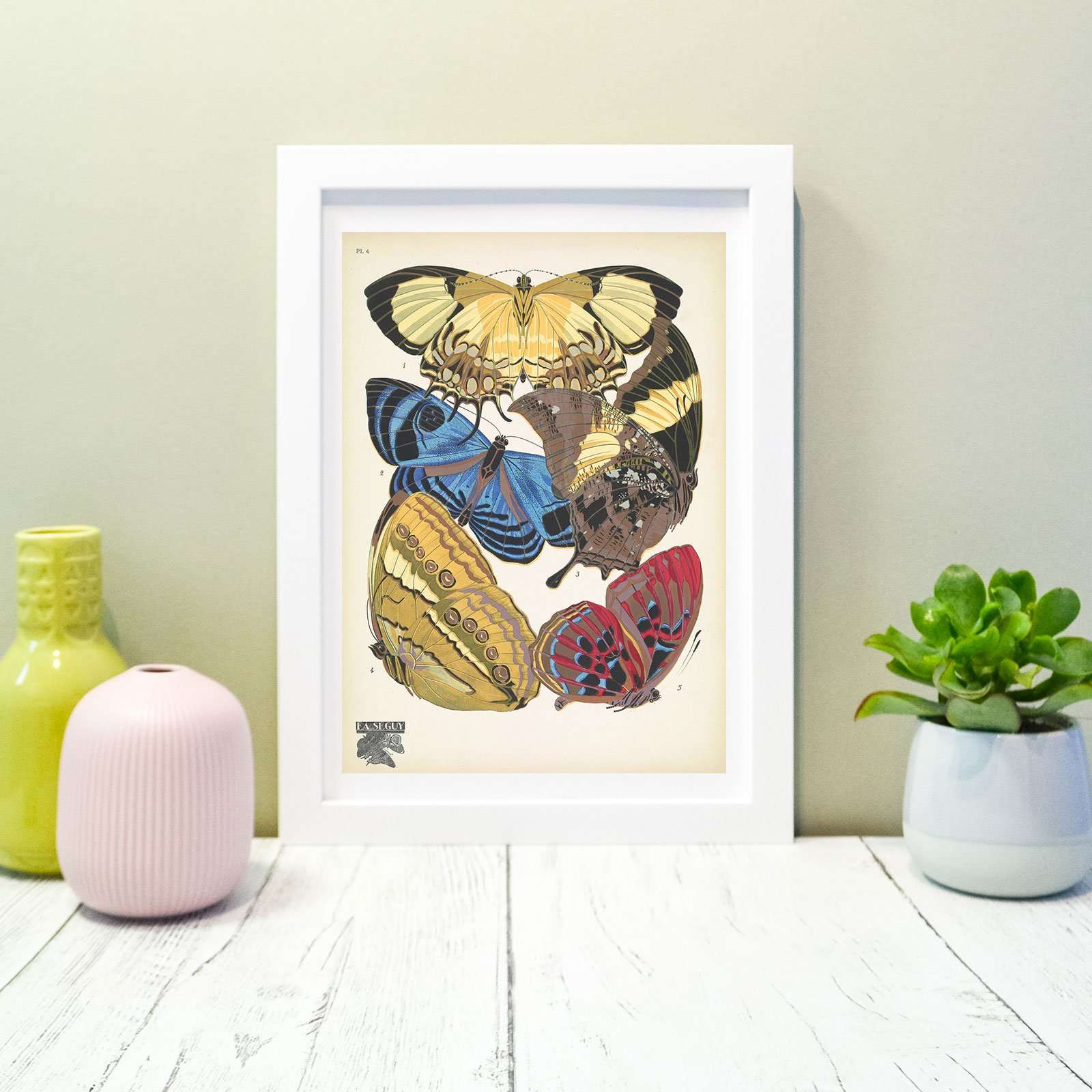 Sef of 6 vintage butterflies natural history prints Vintage Animal Prints