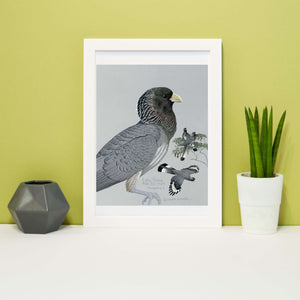 Set of 6 vintage bird prints