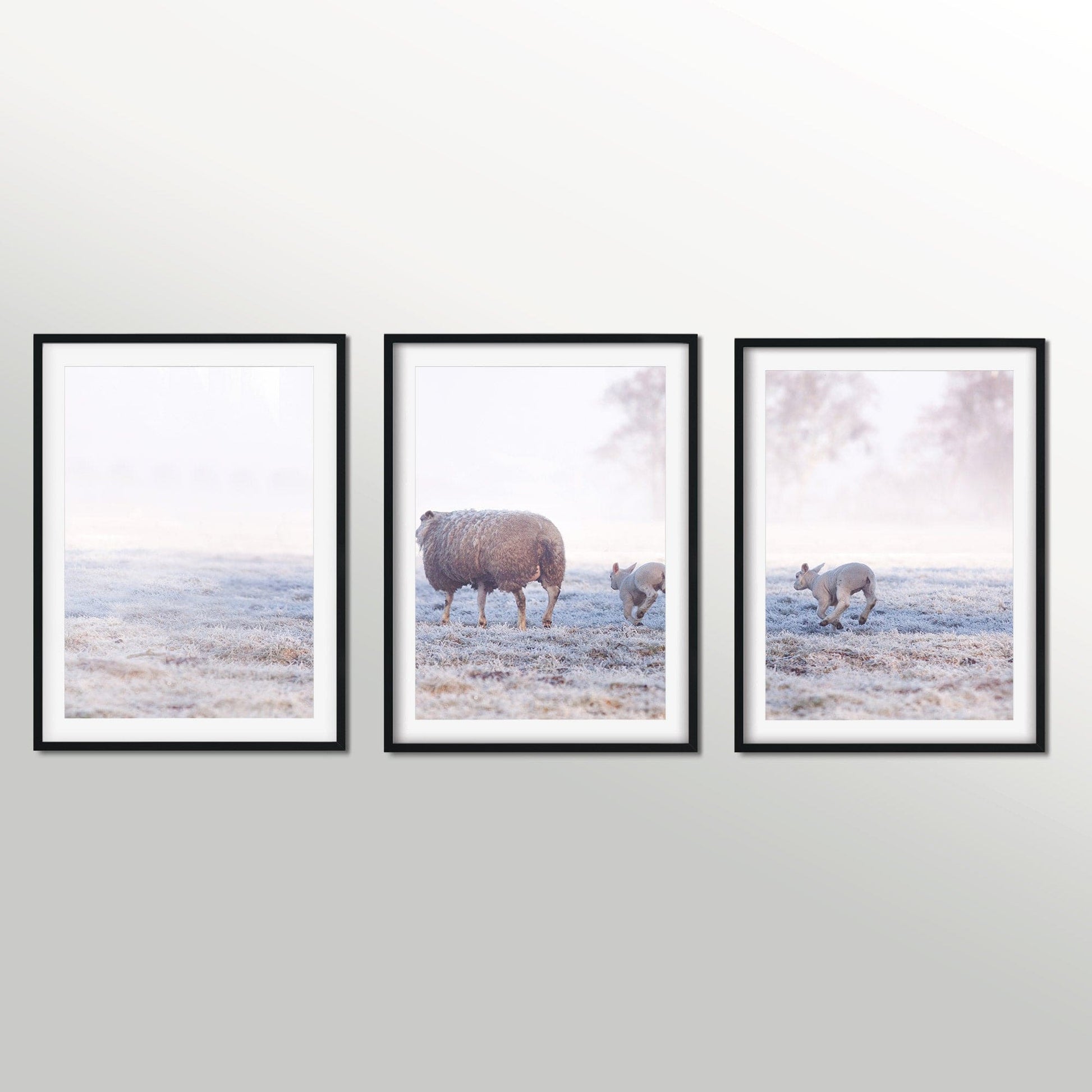 Set of 3 sheep photography triptych prints Photography Prints