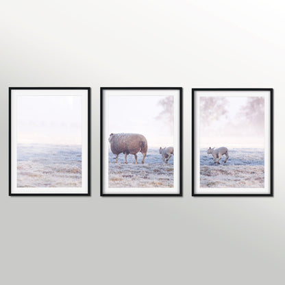 Set of 3 sheep photography triptych prints Photography Prints