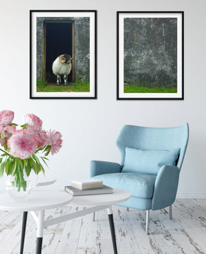 Set of 2 sheep Photography diptych prints Photography Prints