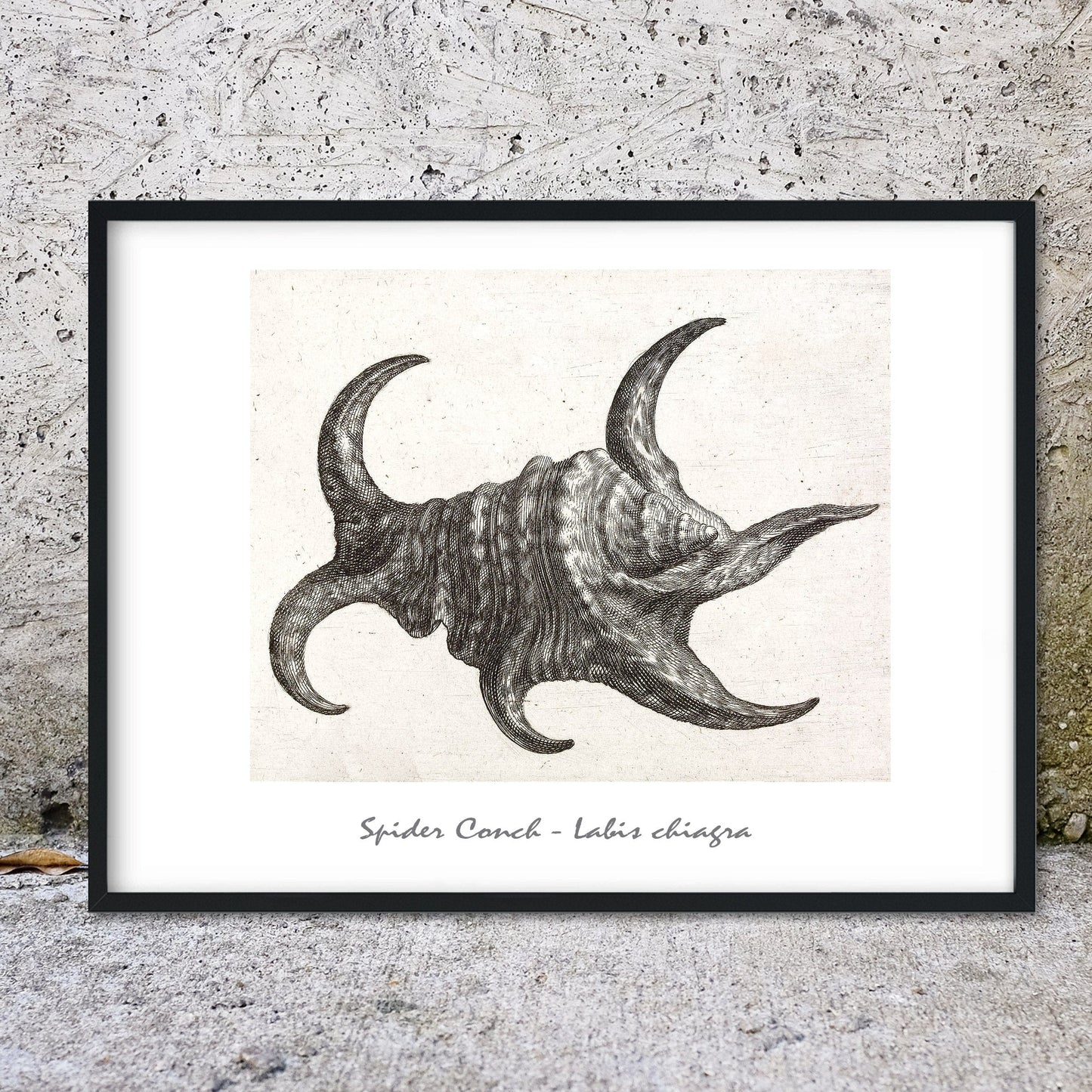 Spider Conch seashell antique drawing shell print shell prints