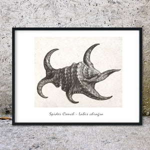 Spider Conch seashell antique drawing shell print shell prints