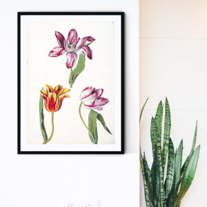 Antique tulip flower print, vintage botanical flower illustration botanical print
