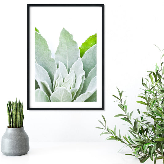Verbascum leaf minimalist photography print Photography Prints