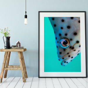 Spotted fish on blue photography print