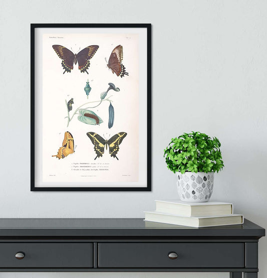 Natural history scientific butterflies print Vintage Animal Prints