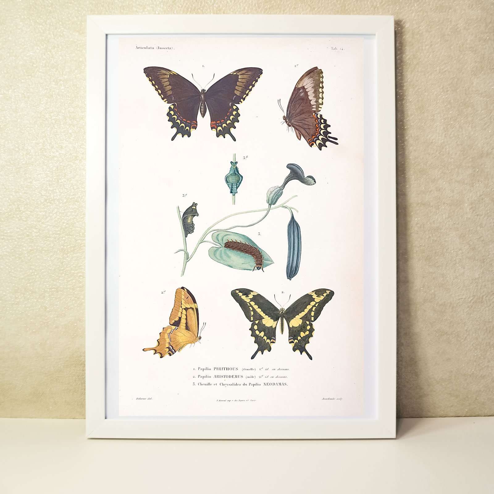 Natural history scientific butterflies print Vintage Animal Prints