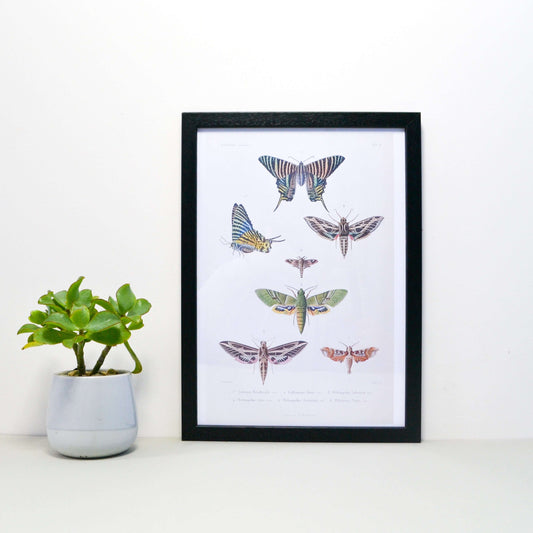 Moth vintage scientific illustration print Vintage Animal Prints