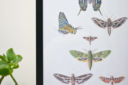 Moth vintage scientific illustration print Vintage Animal Prints