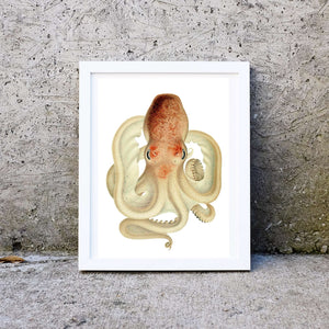Octopus Vintage scientific print Vintage Animal Prints