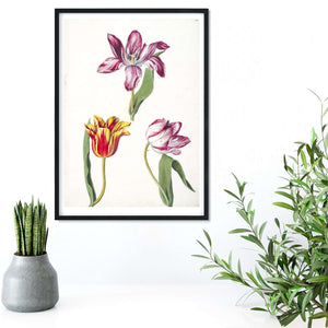 Antique tulip flower print, vintage botanical flower illustration botanical print
