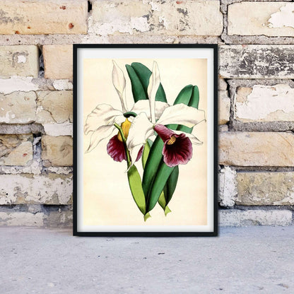 White Orchid Flower Art, Framed antique Botanical Prints botanical print